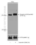 Phospho-mTOR (Ser2448) Monoclonal antibody Proteintech  67778-1-Ig