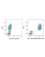 Anti-Human CEACAM5/8 (CD66b/e) Rabbit Recombinant Antibody Proteintech  98012-1-RR