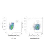 Anti-Human CCL24/Eotaxin 2 Rabbit Recombinant Antibody Proteintech  98476-3-RR