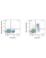 Anti-Mouse CD138/Syndecan-1 Rabbit Recombinant Antibody Proteintech  98152-1-RR