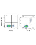 Anti-Human CD79b Rabbit Recombinant Antibody Proteintech  98075-1-RR