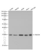 FBXO44 Recombinant monoclonal antibody Proteintech  82857-2-RR