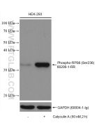 Phospho-S6 Ribosomal protein (Ser236) Recombinant monoclonal antibody Proteintech  80206-1-RR