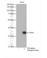 OAS1 Recombinant monoclonal antibody Proteintech  82883-1-RR
