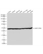 LAMR1/RPSA Recombinant monoclonal antibody Proteintech  83495-7-RR