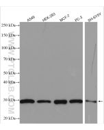 MRPS18B Polyclonal antibody Proteintech  16139-1-AP