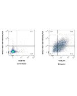 Anti-Mouse TNFRSF9/CD137 Rabbit Recombinant Antibody Proteintech  98182-1-RR