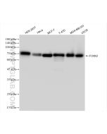 FOXK2 Recombinant monoclonal antibody Proteintech  83735-4-RR