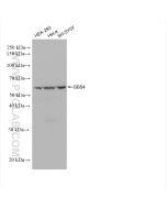BBS4 Recombinant monoclonal antibody Proteintech  82961-1-RR