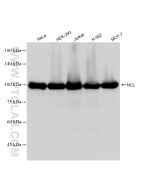 Nucleolin/C23 Recombinant monoclonal antibody Proteintech  83380-1-RR