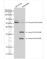 DFNA5/GSDME Polyclonal antibody Proteintech  13075-1-AP