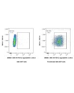 Anti-Human CD178 (Fas ligand) (NOK-1) Mouse IgG2a Recombinant Antibody Proteintech  65598-1-MR