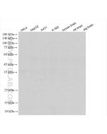 Rabbit IgG Isotype Control Recombinant Antibody Proteintech  98136-1-RR