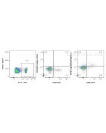 Anti-Mouse GITR/TNFRSF18 (DTA-1) Proteintech  65102-1-Ig