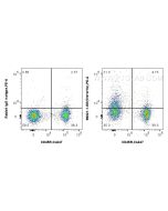 Anti-Mouse TNFR2/CD120b Rabbit Recombinant Antibody Proteintech  98021-1-RR