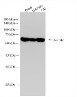 LRRC47 Recombinant monoclonal antibody Proteintech  83693-3-RR
