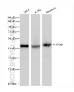 PAX6 Recombinant monoclonal antibody Proteintech  84345-5-RR