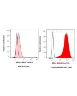 Anti-Rat IL-12A/IL-12 p35 Rabbit Recombinant Antibody Proteintech  98594-2-RR