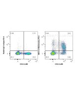 Anti-Mouse SEMA4A Rabbit Recombinant Antibody Proteintech  98513-2-RR