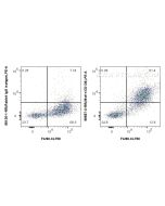 Anti-Mouse RON/MST1R Rabbit Recombinant Antibody Proteintech  98587-2-RR