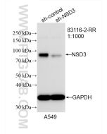 NSD3 Recombinant monoclonal antibody Proteintech  83116-2-RR