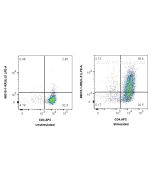 Anti-Mouse IL-21 Rabbit Recombinant Antibody Proteintech  98015-1-RR
