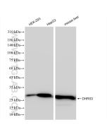 DHRS3 Recombinant monoclonal antibody Proteintech  83581-3-RR
