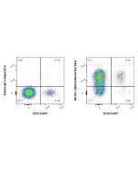 Anti-Human CXCR4/CD184 Rabbit Recombinant Antibody Proteintech  98175-1-RR