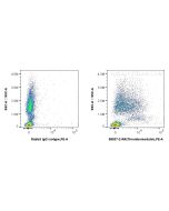 Anti-Human CD141/Thrombomodulin Rabbit Recombinant Antibody Proteintech  98037-2-RR