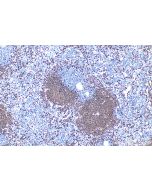 Anti-Mouse CD45R (B220) (RA3-6B2) Proteintech  65139-1-Ig