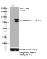 Phospho-STAT1 (Tyr701) Recombinant monoclonal antibody Proteintech  82674-10-RR
