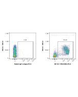 Anti-Mouse NCAM1/CD56 Rabbit Recombinant Antibody Proteintech  98118-1-RR