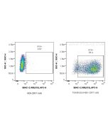 Anti-Mouse IL-19 Rabbit Recombinant Antibody Proteintech  98431-2-RR