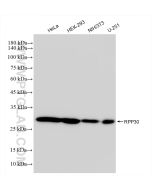 RPP30 Recombinant monoclonal antibody Proteintech  83481-5-RR