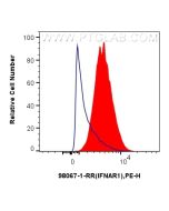 Anti-Human IFNAR1 Rabbit Recombinant Antibody Proteintech  98067-1-RR