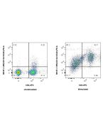 Anti-Human CD134/OX40 Rabbit Recombinant Antibody Proteintech  98181-1-RR
