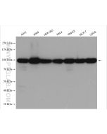 GRP94 Polyclonal antibody Proteintech  14700-1-AP