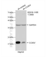COXIV Recombinant monoclonal antibody Proteintech  82916-1-RR