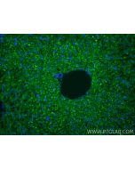 Anti-Mouse CD107a / LAMP1 Rabbit Recombinant Antibody Proteintech  98537-2-RR