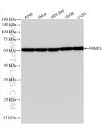 PSMD3 Recombinant monoclonal antibody Proteintech  84928-2-RR