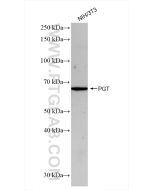 PGT Recombinant monoclonal antibody Proteintech  83302-1-RR