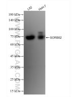 SORBS2 Recombinant monoclonal antibody Proteintech  83189-3-RR