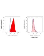 Anti-Human IL-1R1 Rabbit Recombinant Antibody Proteintech  98282-1-RR