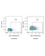 Anti-Mouse CD70 Rabbit Recombinant Antibody Proteintech  98212-1-RR