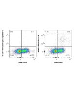 Anti-Human NCR3/NKp30 Rabbit Recombinant Antibody Proteintech  98365-2-RR