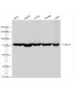 NOL11 Recombinant monoclonal antibody Proteintech  83391-6-RR
