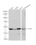 CYP2R1 Recombinant monoclonal antibody Proteintech  84378-5-RR