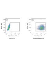 Anti-Rat IL-12/IL-23 p40 Rabbit Recombinant Antibody Proteintech  98623-2-RR