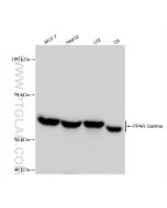 PPAR Gamma Recombinant monoclonal antibody Proteintech  81490-5-RR