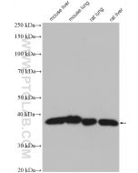 DNAJB1 Polyclonal antibody Proteintech  13174-1-AP